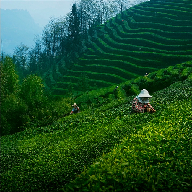 从好茶到好礼：小罐茶风雅系列以现代中式美学重塑茶礼表达(图2)