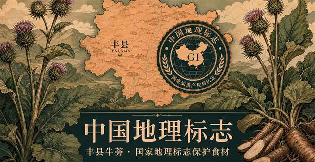 以标准引领品牌升级，丰县牛蒡工业协会官网上线赋能产业全链条高质量发展