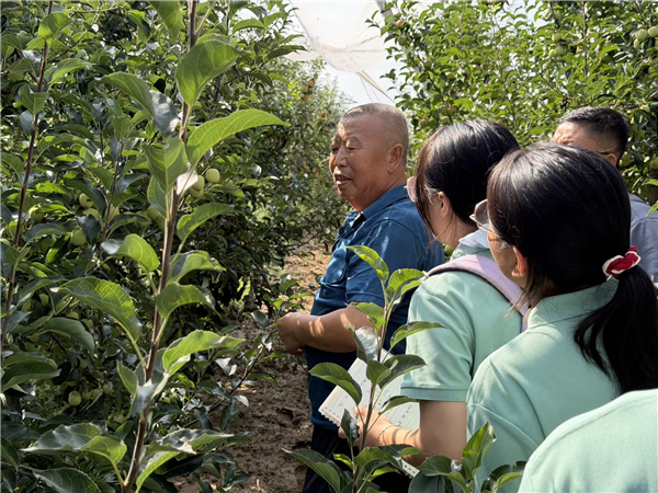 黄土梁峁上的青春答卷——西农学子深入延安新窑沟村把脉山地苹果产业