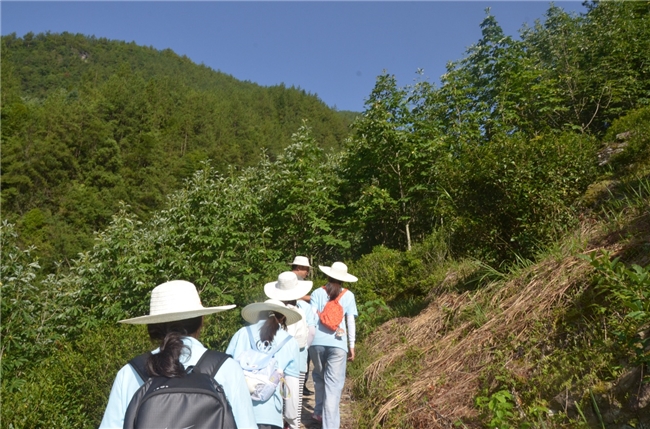 探访林下野放茶园，探寻本土茶产业振兴之路