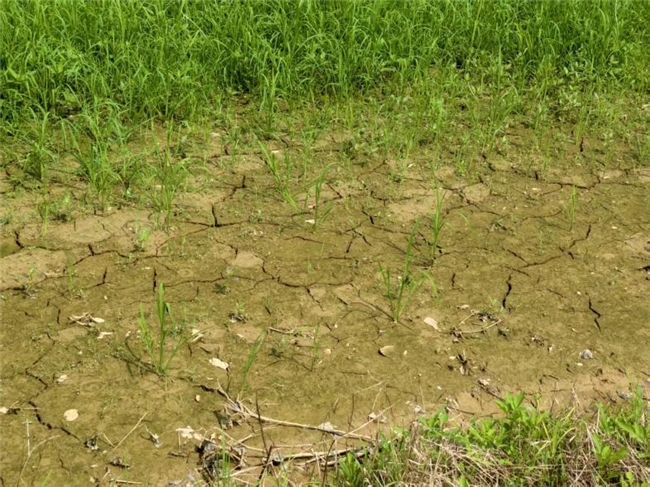 科技“沃土”进良光——蚯蚓粪+贝壳粉让化州耕地重焕生机