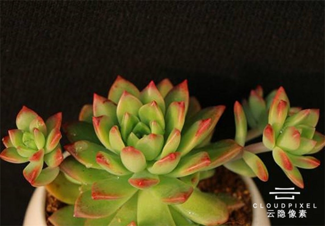 西安顶楼夏天闷热难耐?云隐像素屋顶花园隔热,降温又美观 西安顶楼夏天闷热难耐?云隐像素屋顶花园隔热,降温又美观