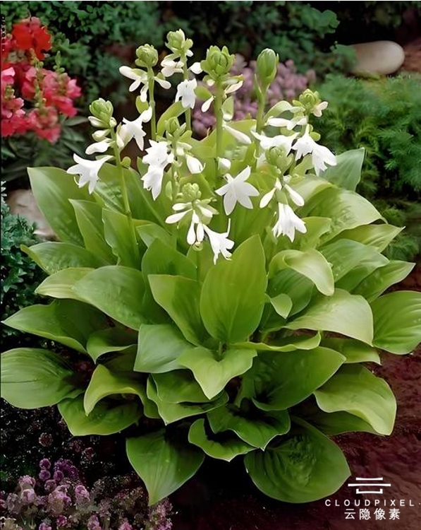 西安顶楼夏天闷热难耐?云隐像素屋顶花园隔热,降温又美观 西安顶楼夏天闷热难耐?云隐像素屋顶花园隔热,降温又美观