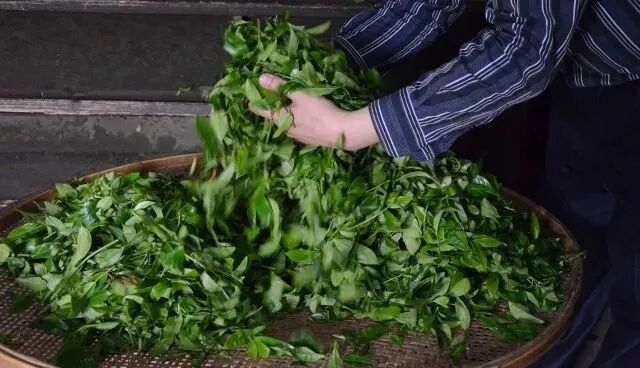 凤凰单丛市场乱象深度调查：当好东西被劣币驱逐，消费者如何自保？