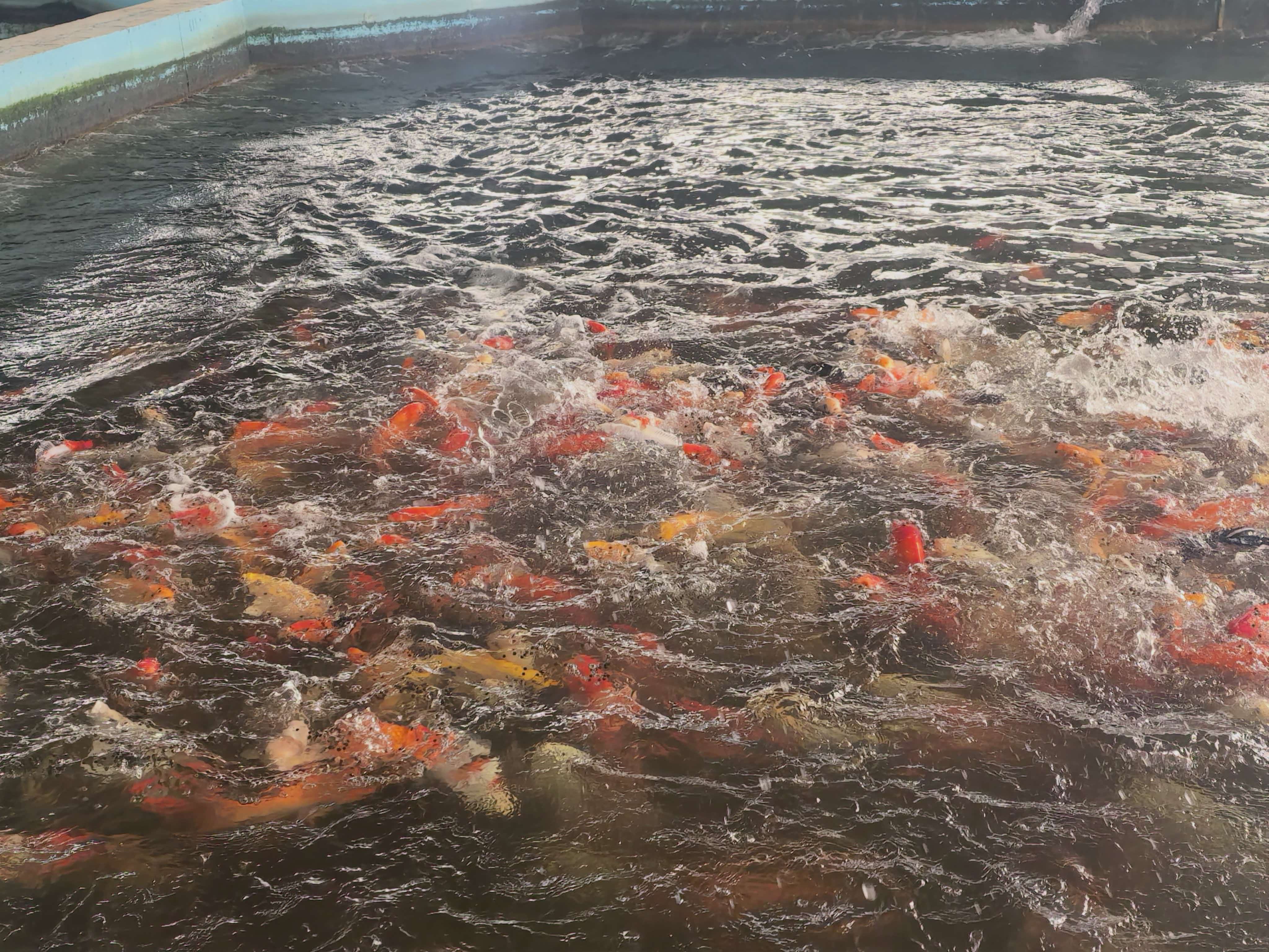 锦鲤竞争食物.jpg