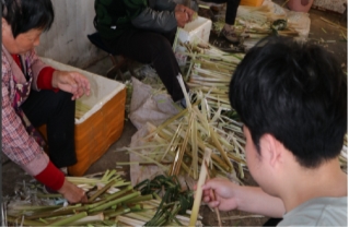 蒲惠万家：一株香蒲的产业突围与共富答卷