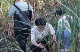 蒲惠万家：一株香蒲的产业突围与共富答卷