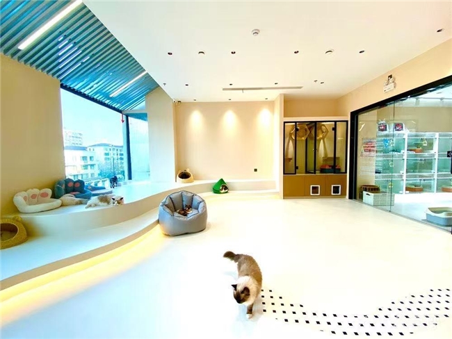 上海有纯种红棕阿比幼猫的猫舍：阿比·索马里MyOhMy猫舍